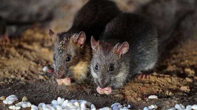 فئران تأكل 16 ألف كيلو مخدرات بالهند. .. تفاصيل