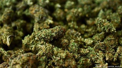 بعد التحفظ على منة شلبي.. ما هو مخدر الماريجوانا وماذا يحدث للجسم عند تناوله ؟