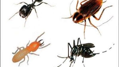 لن تصدق.. مكون سحري للقضاء على النمل وحشرات الصيف في لحظات