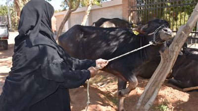 الزراعة توزع 35 رأس ماشية للسيدات الأكثر احتياجًا بمحافظة أسوان