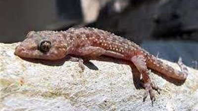 من مطبخك .. وزعي  هذة المادة في اركان منزلك  تتخلصي من الجذام  في دقايق