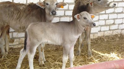 بتهمة ذبح إناث 