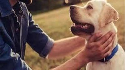 هل لعاب الكلب يؤثر على طهارة الإنسان؟.. الأزهر تجيب