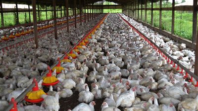 وزير الزراعة: الإفراج عن 876 ألف طن أعلاف بـ 432 مليون دولار