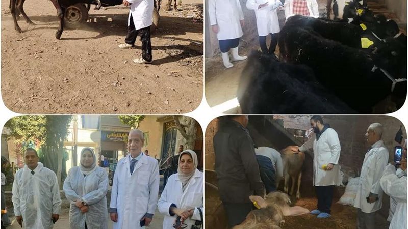 تحصين المواشي بالبحيرة