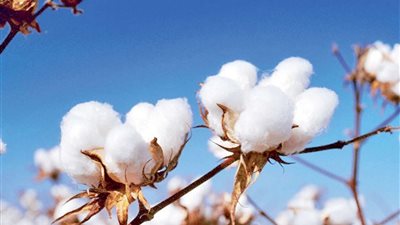 أسعار القطن اليوم الإثنين 28 نوفمبر بأسواق الوجهين القبلي والبحري