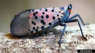 لابد أن تقتلها.. حشرة 