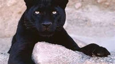 شاهد.. ظهور النمر الأسود بالسعودية!