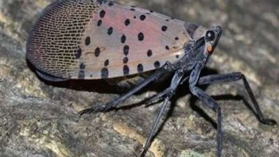 كارثة جديدة.. ذبابة 