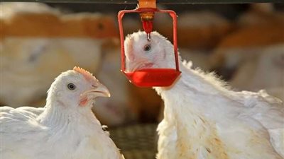 الآن أسعار بورصة الدواجن اليوم الأربعاء 30-11-2022