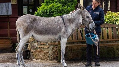 الرفق بالحيوان.. تصميم جهاز استنشاق لـ حمار مصابة بمشاكل تنفسية