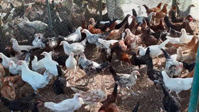 أسعار بورصة الدواجن اليوم الخميس في مصر.. سعر كرتونة البيض 65 جنيها