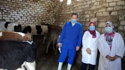 تفاصيل مبادرة توزيع رؤوس الماشية على المزارعين بـ 200 جنيه