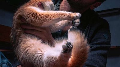 خالد السنعوسي يحصل على تقييم أفضل مربي حيوانات أليفة من المنظمة العالمية للقطط