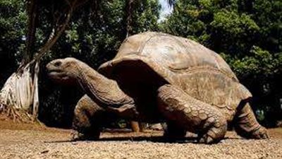عمرها يتخطى 190 عاما.. تعرف على أكبر سلحفاة في العالم