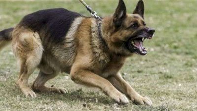 عاطل يقتل جاره طعنًا خلال مشاجرة بسبب «كلب» بالبساتين.. تفاصيل