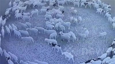 ظاهرة دوران الحيوانات تثير الرعب.. هل اقتربت نهاية العالم ؟