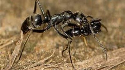 منها استخدام الفلفل الحار.. 11 حيلة مبتكرة للتخلص من النمل