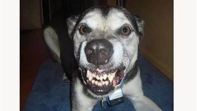 حبس عاطل قتل جاره بسبب كلب في البساتين 4 أيام على ذمة التحقيق