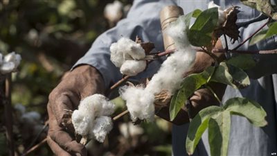 عزة قباري: المنظومة الجديدة ستجعل المستوردين يتهافتون على القطن المصري