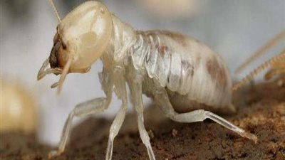 من بينها النمل والنحل.. حيوانات ينهى الإسلام عن قتلها