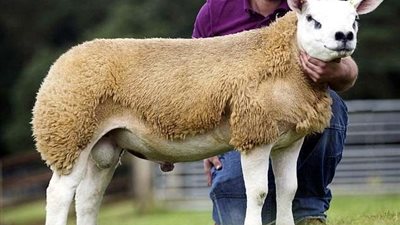 أغلى حيوان في العالم.. بيع خروف من سلالة نادرة بهذا المبلغ