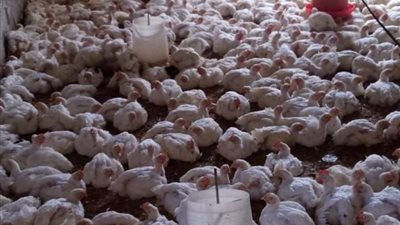 أسعار بورصة الدواجن اليوم الجمعة 9-12-2022..الفراخ البيضاء 39 جنيها