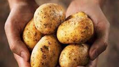 تعرفي على الفرق بين أنواع البطاطس بأسهل طريقة