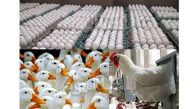 أسعار بورصة الدواجن اليوم السبت 10-12-2022.. كرتونة البيض 74 جنيه