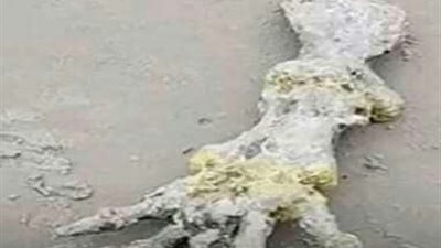 مجسمات غريبه تخرج من البحر تشبه اليد.. اعرف الحكاية