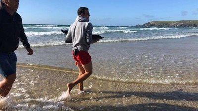 نفوق 40 دولفين واحتجاجات في موريشيوس.. والسبب!