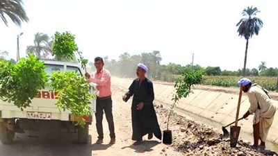 رأس البر تتوسع فى المساحات الخضراء بزراعة 3 آلاف شجرة