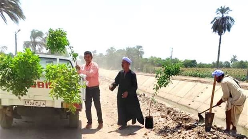 زراعة الأشجار