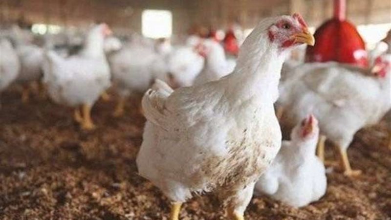 أسعار الفراخ اليوم