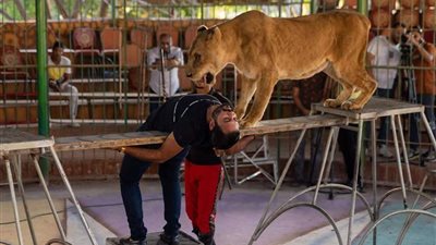 تحدي الخوف.. فقرة مرعبة بطلها أسد ومقدم برنامج 