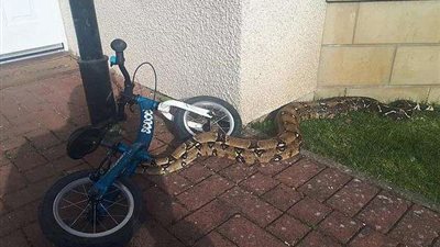 خروج أفعى من فم سيدة في أحد المستشفيات (فيديو)