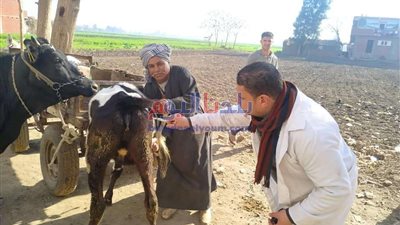 المنوفية الأولى على مستوي الجمهورية في التحصين ضد مرض الحمى القلاعية