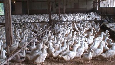 كرتونة البيض 75 جنيها.. أسعار بورصة الدواجن والبط اليوم الثلاثاء 13-12-2022