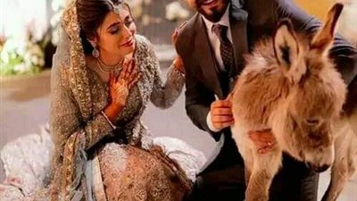 العروسة بتحب الحمير.. عريس باكستاني يقدم 