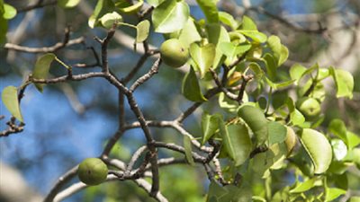 شاهد.. أخطر شجرة في العالم (صورة)