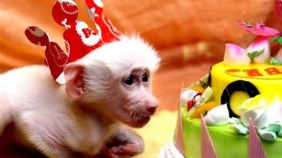 العالم يحتفل باليوم العالمي للقرود غداَ