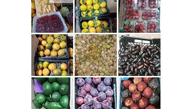 مؤشرات أسعار الفاكهة اليوم الخميس 15 – 12 – 2022