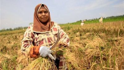 مناصرة للمرأة: بعض الأزواج لا يجتهدون في البحث عن الرزق.. فيديو