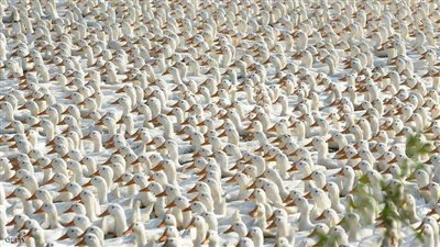 أسعار الدجاج والبط وكرتونة البيض اليوم الجمعة 16-12-2022