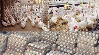 جدول أسعار الدجاج والبط والبيض اليوم السبت في بورصة الدواجن