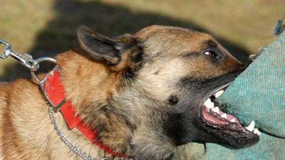 أبرزها الشعور بالقلق والملل.. لماذا يزيد نباح الكلاب ليلا؟