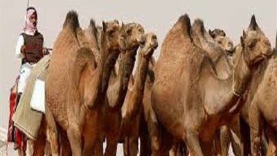 انتقل من الخفافيش للأبل والآن للإنسان.. حقيقة انفلونزا الإبل المنتشرة الآن