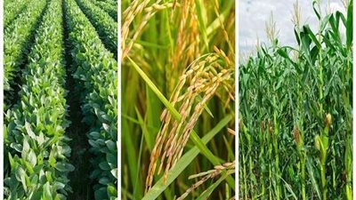 نقيب الفلاحين: صناعة السيارات سيكون لها تأثير إيجابي على الأسعار