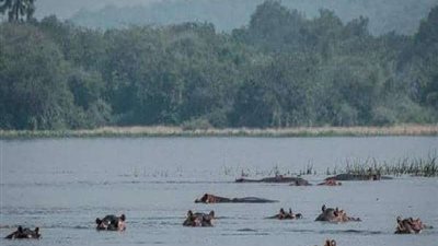 عالقة منذ شهور.. أفراس النهر تعيش في مأساة تتحول قريبا لمذبحة