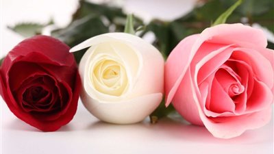 حسب لونه.. ماذا تقول رؤية الورد في المنام؟